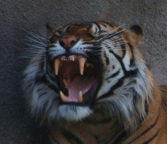 sumatran tiger
